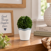 Sm Scalloped Boxwood Pot