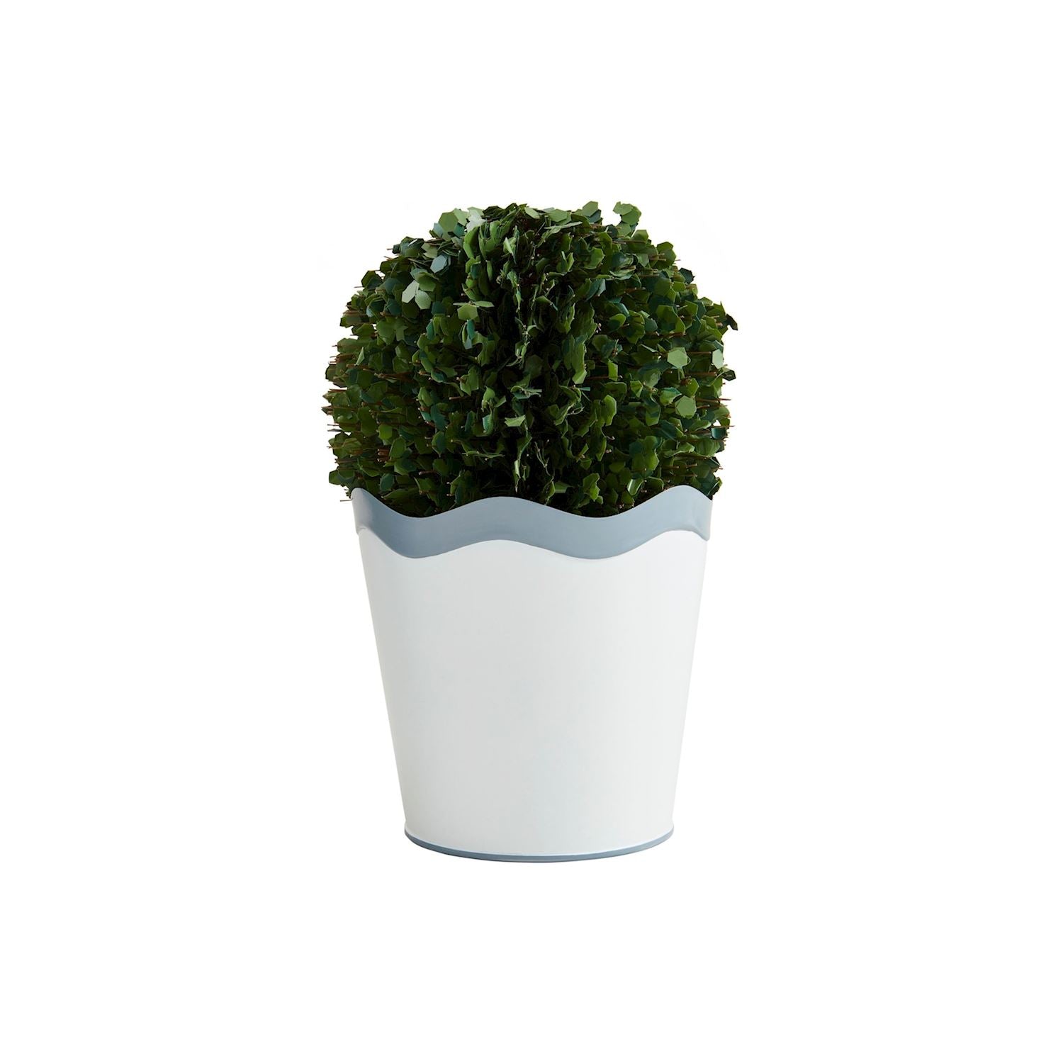 Lg Scalloped Boxwood Pot