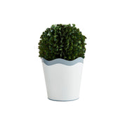 Lg Scalloped Boxwood Pot