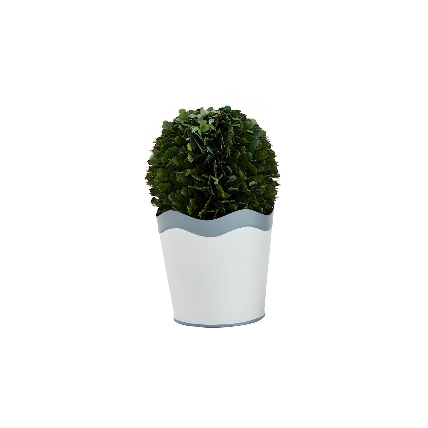 Sm Scalloped Boxwood Pot