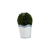 Sm Scalloped Boxwood Pot